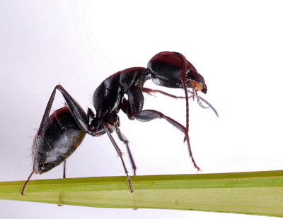 Ant Extract- Herbal Extracts