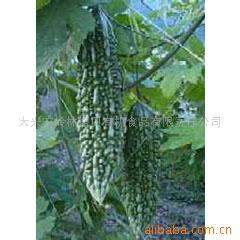 Balsam Pear Extract