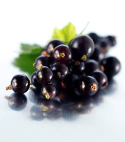 Black Currant Powder- Herbal Extracts