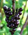 Blackcurrant Freeze-dried Powder- Herbal Extracts