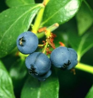 Blueberry Powder- Herbal Extracts
