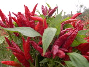 Capsanthin- Herbal Extracts