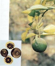 Citrus Aurantium P.E.
