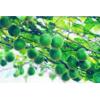 Corsvenor Momordica Fruit Extract- Herbal Extracts