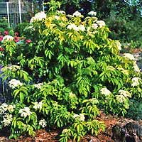 Elderberry Powder- Herbal Extracts