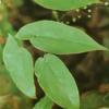 Epimedium Extract- Herbal Extracts