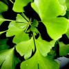 Ginkgo Biloba Leaf P.E.- Herbal Extracts