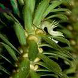 Huperzine Serrate Extract