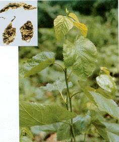 Instant mulberry leaf- Herbal Extracts