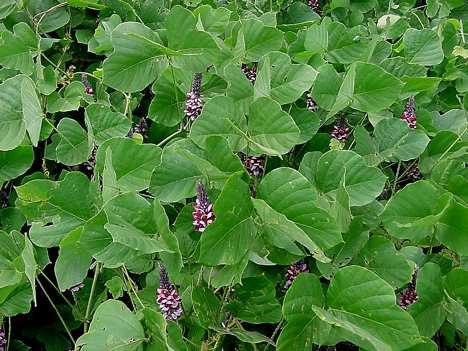 Kudzu Extract- Herbal Extracts
