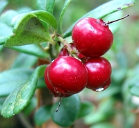 Lingonberry Powder- Herbal Extracts