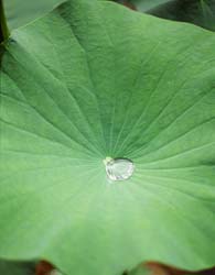 Lotus Leaf P.E.