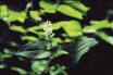 Mayflower Extract