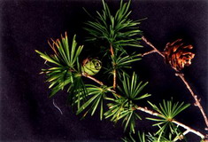 Oligomeric Proanthocyanidines- Herbal Extracts