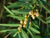 Herbal Tea Extracts