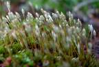Polytrichum Commune- Herbal Extracts