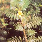 Protodioscin P.E.