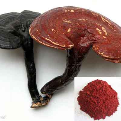 Reishi Mushroom extract