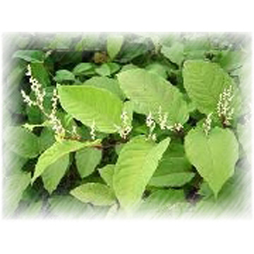 Resveratrol P.E.