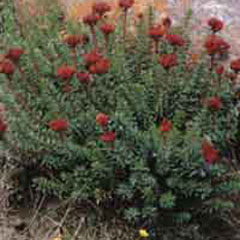 Rodiola Rosea
