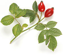 Rose Hip Powder- Herbal Extracts