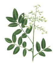 Rutin Powder