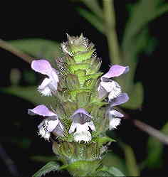 Self Heal Spike Extract Powder