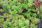 Sphagnum Palustre