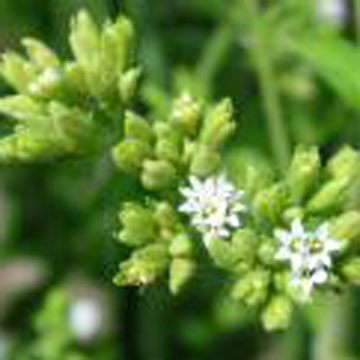Stevia