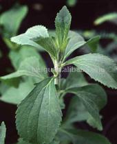 Steviosides- Herbal Extracts