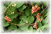 Synephrine- Herbal Extracts