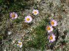 Tatarian Aster Extract- Herbal Extracts