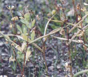 Trigonella Foenum-graecum P.E.- Herbal Extracts