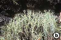 Usnea Diffracta- Herbal Extracts