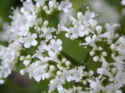Valerian Extract- Herbal Extracts