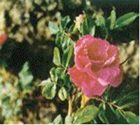 Wild Rose Extract- Herbal Extracts