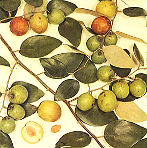 Ziziphus Jujube Extract- Herbal Extracts