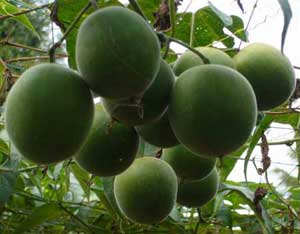 luo han guo extract